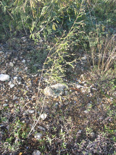 Meximalva filipes — houseplant care guide