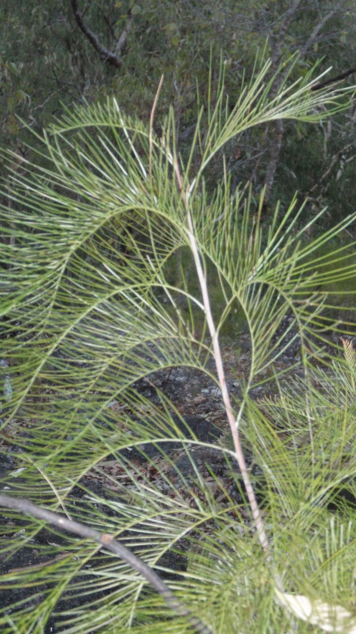 Grevillea pteridifolia leaf