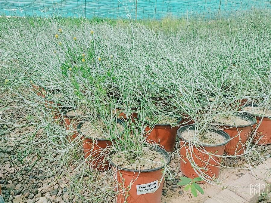 Rhanterium epapposum — search result for 'Saudi Arabia'