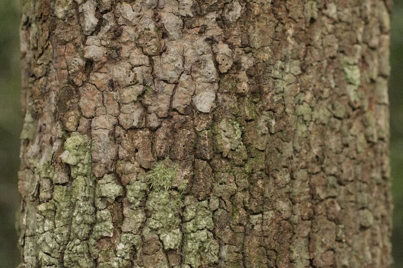 Sacoglottis guianensis bark