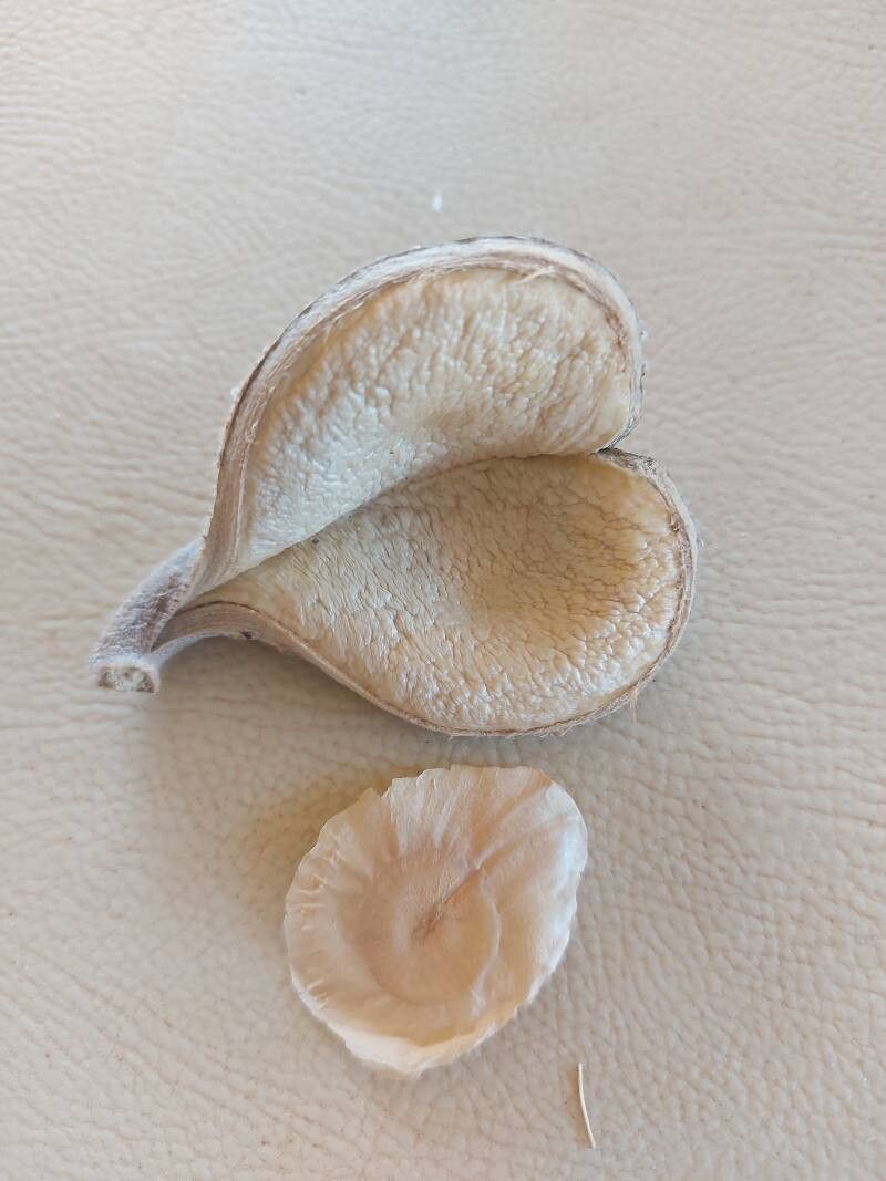 Aspidosperma olivaceum fruit