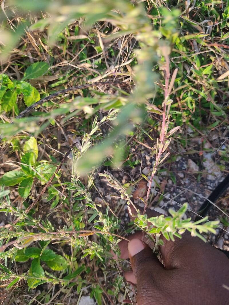Polygala erioptera leaf