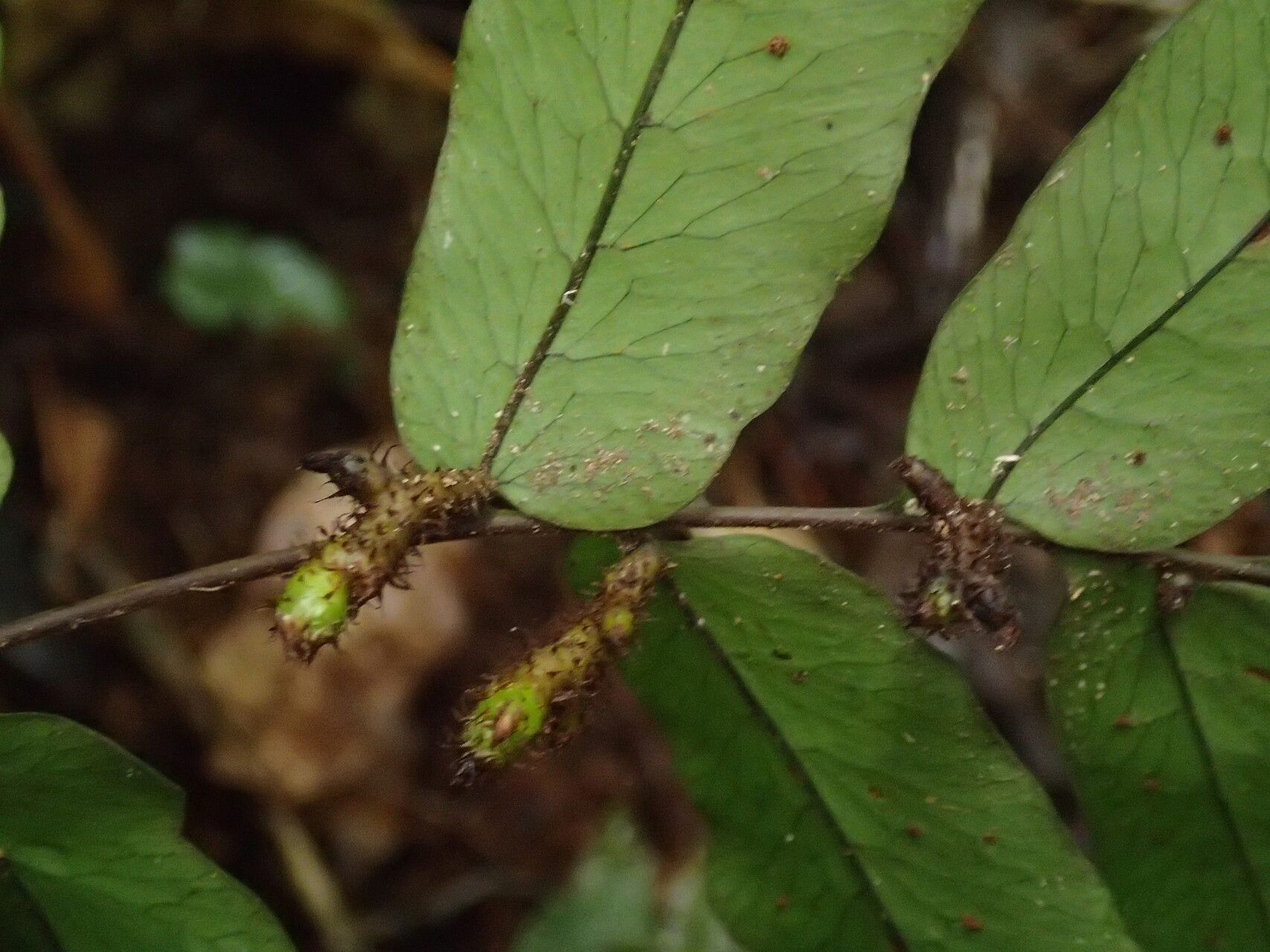 Triplophyllum buchholzii leaf