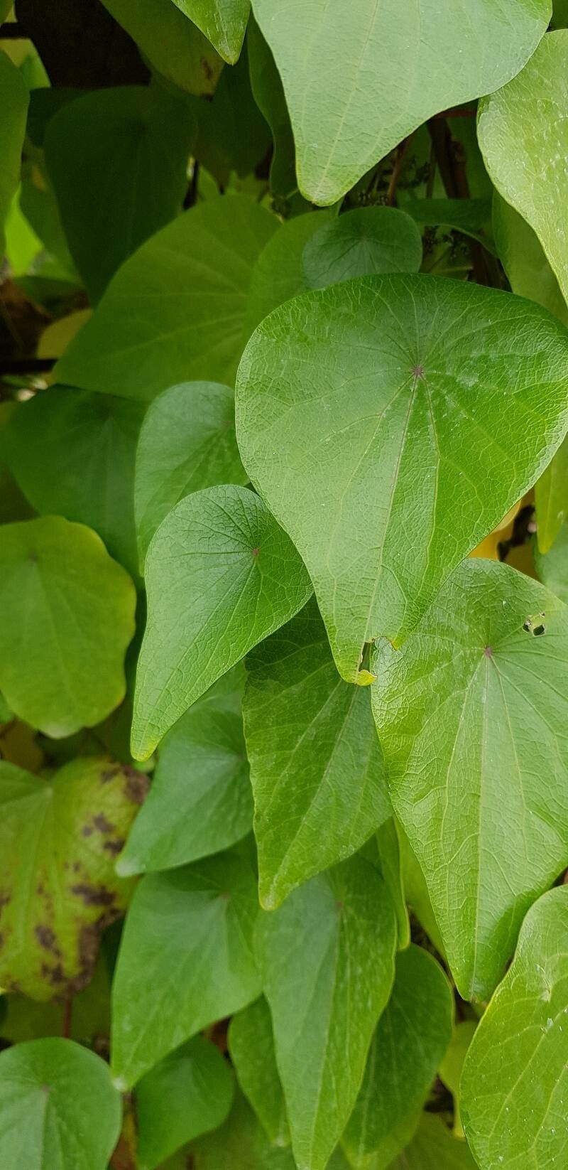 Stephania japonica leaf