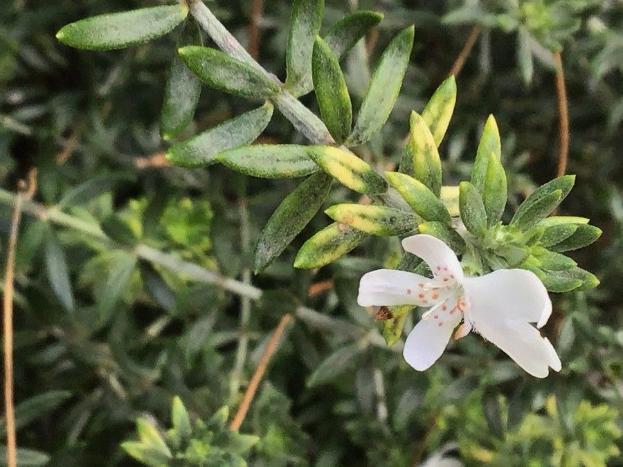 Westringia fruticosa flower