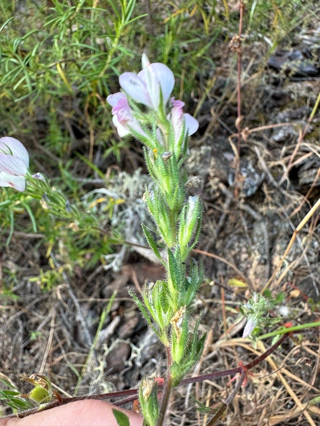 Ononis pinnata habit