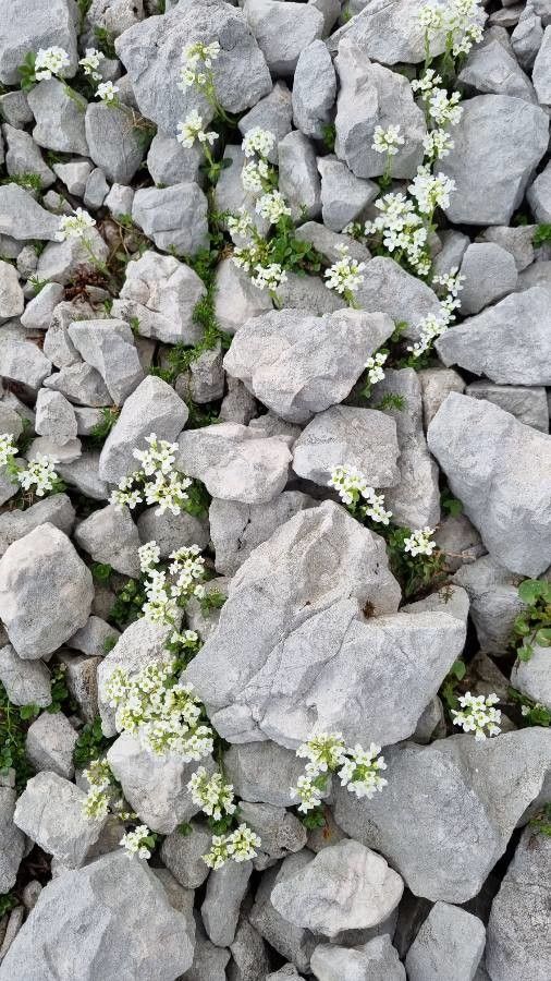 Arabis vochinensis habit