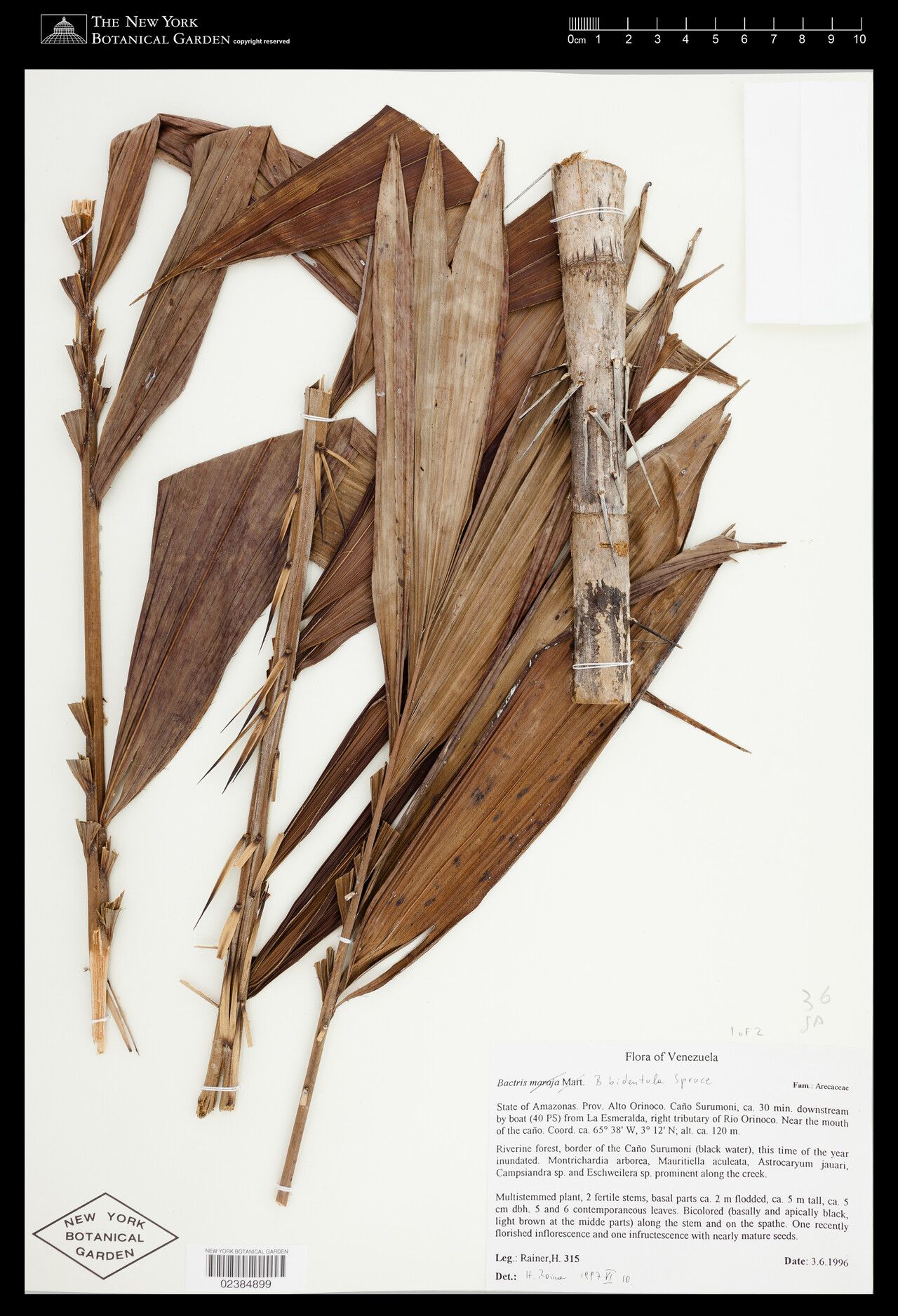 Bactris bidentula — related species from the same genus