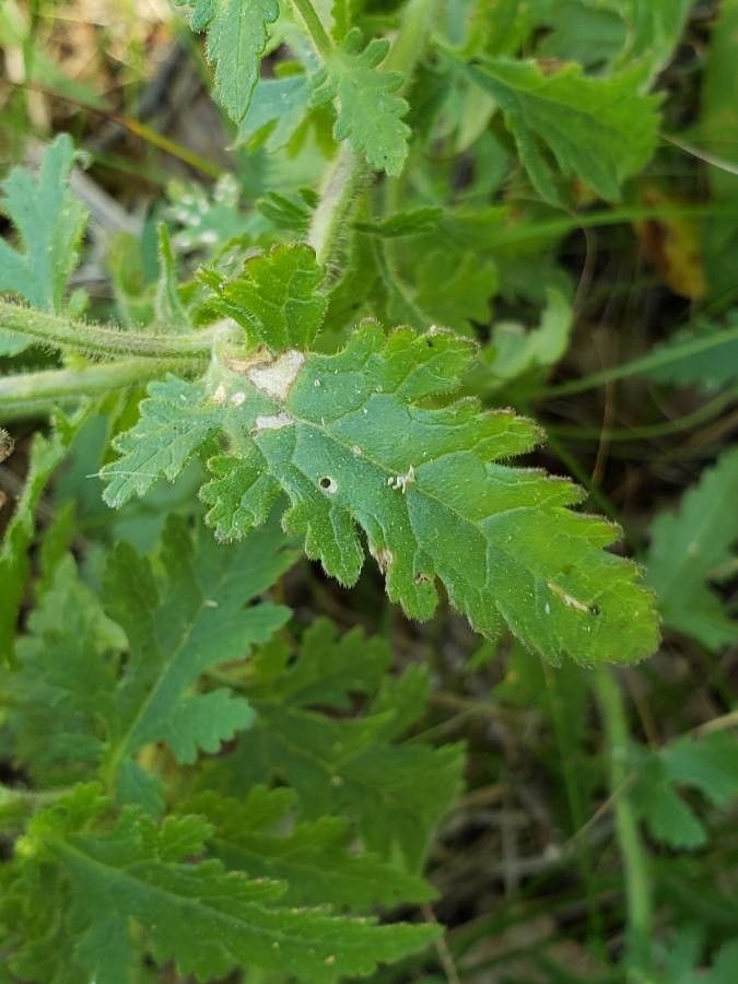 Aureolaria pectinata — search result for 'Orobanchaceae'