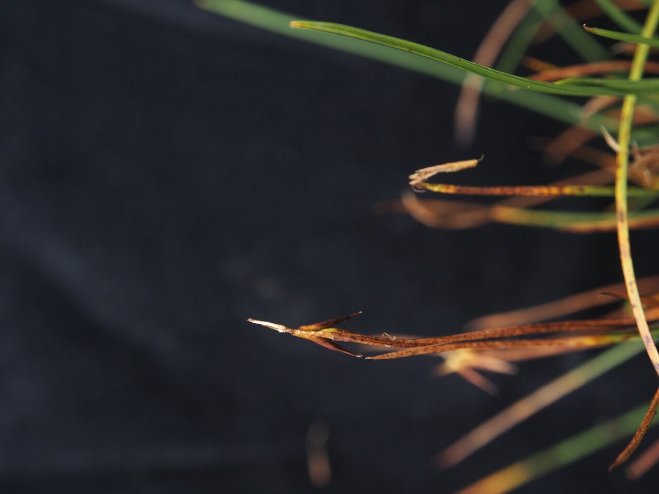 Carex parva — search result for 'Uzbekistan'