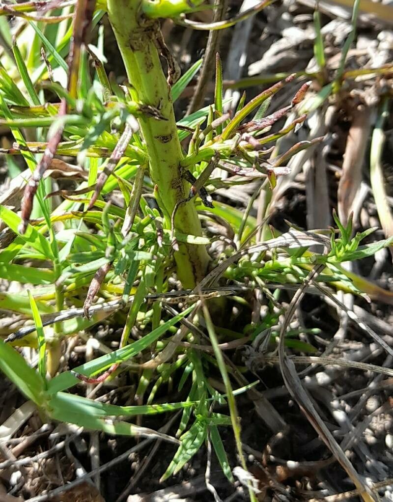 Agalinis communis — related species from the same genus