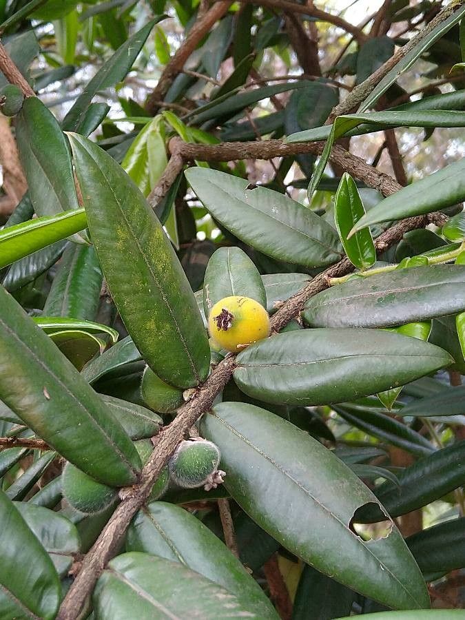 Garcinia dulcis — search result for 'Papua New Guinea'