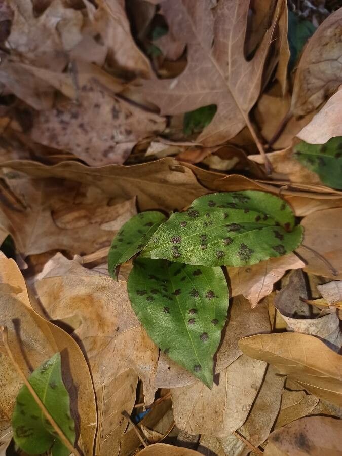 Tipularia discolor — search result for 'Woodlands of eastern North America'