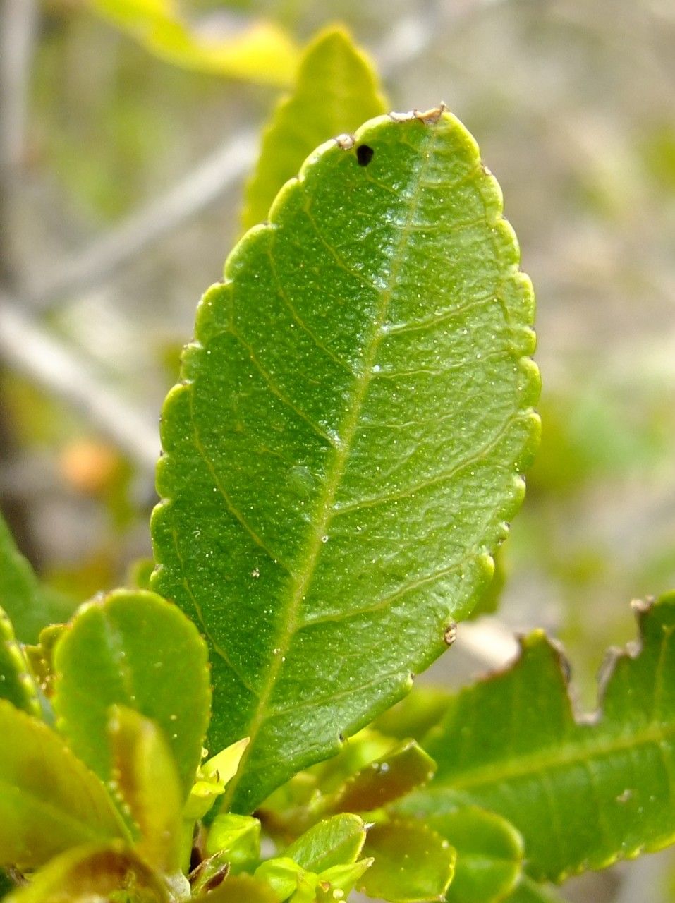 Rhamnus crenulata leaf