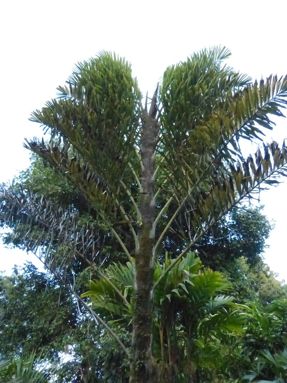 Wallichia disticha habit