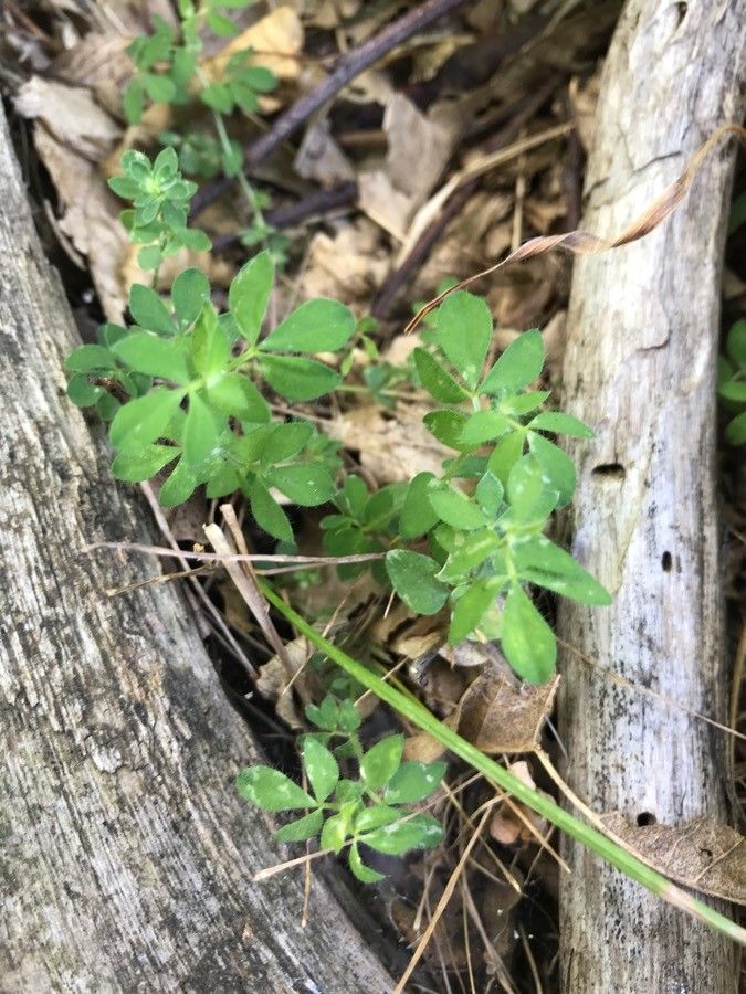 Trigonella gladiata leaf