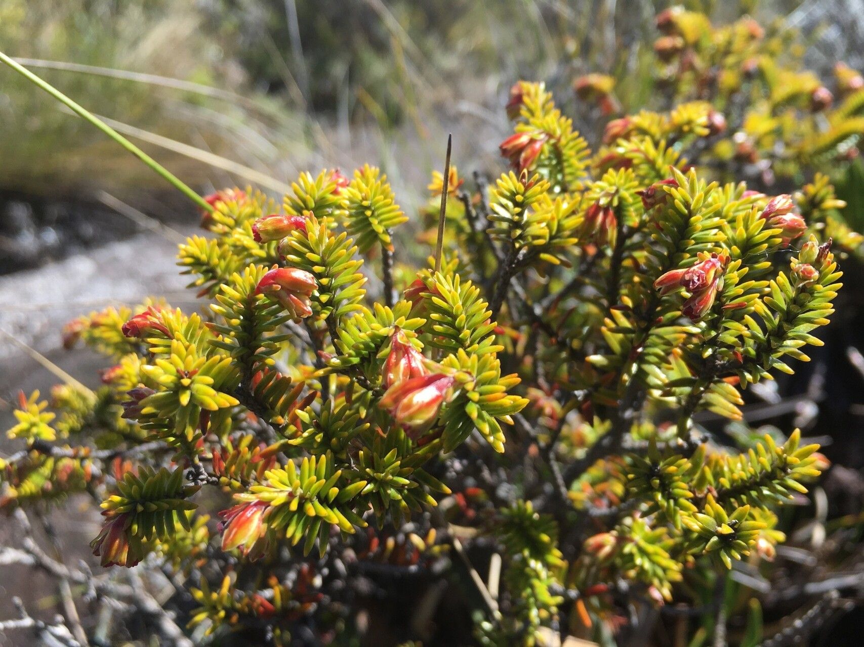 Erica marojejyensis — search result for 'Erica'