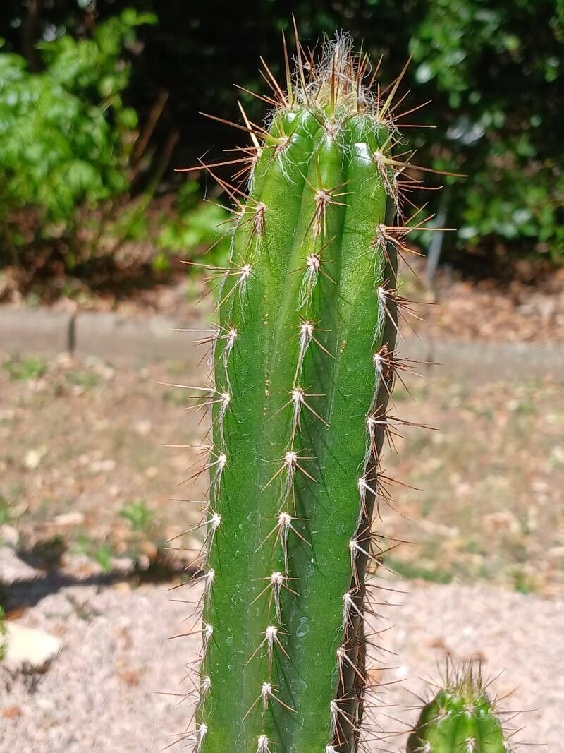 Cereus fricii