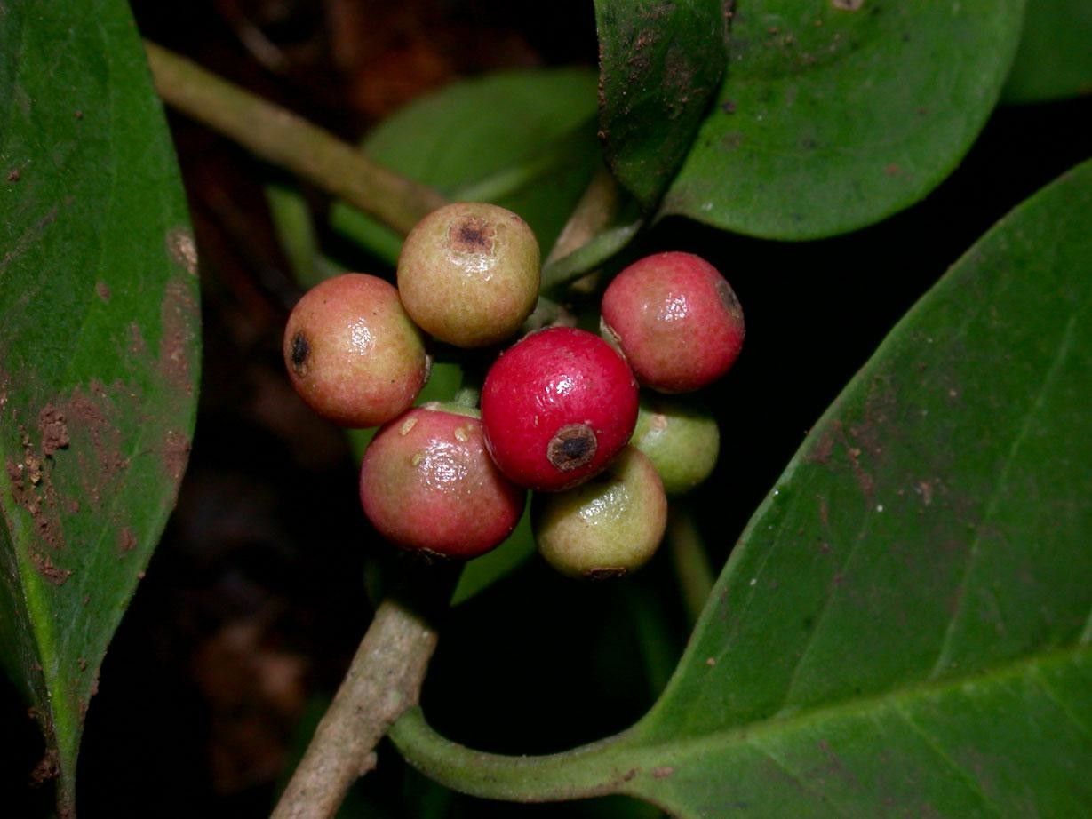 Ilex ramonensis fruit