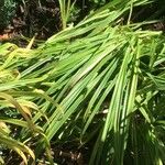 Hemerocallis middendorffii