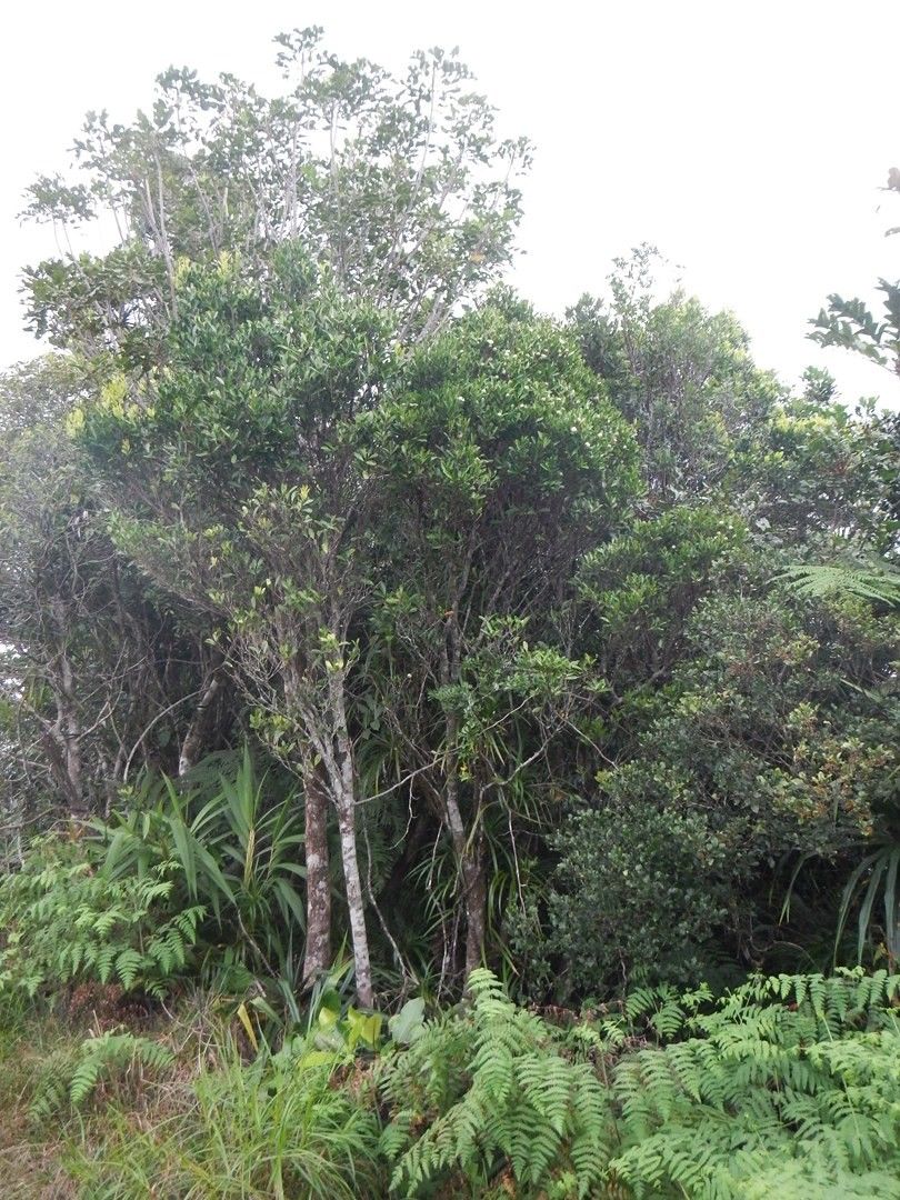 Syzygium francii habit