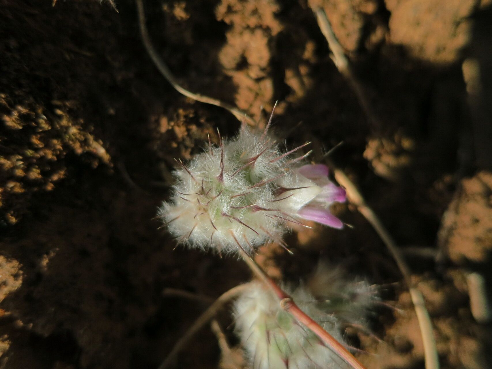 Lepidagathis lanatoglabra flower