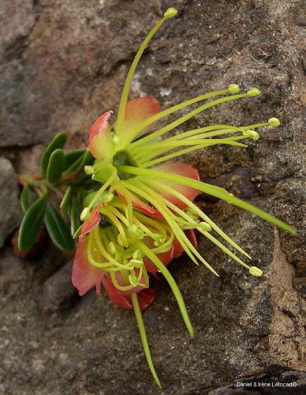 Xanthostemon myrtifolius flower