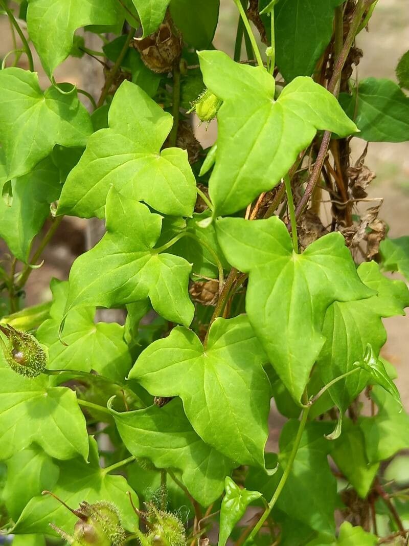 Maurandya barclayana — related species from the same genus