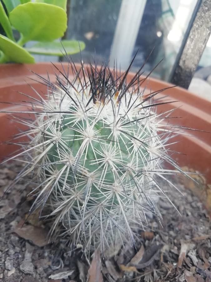 Coryphantha ramillosa leaf