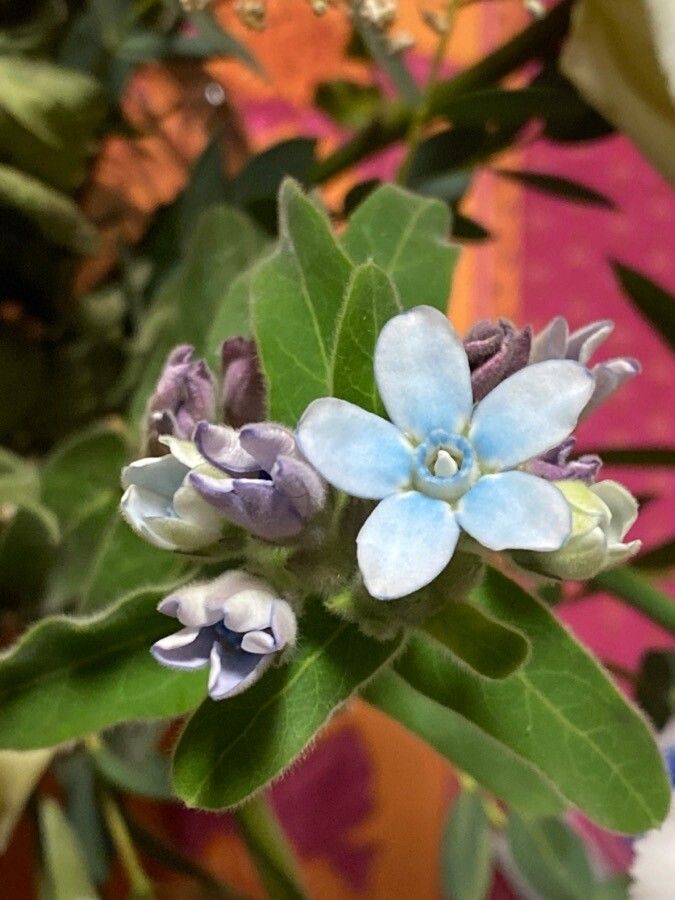 Oxypetalum coeruleum flower