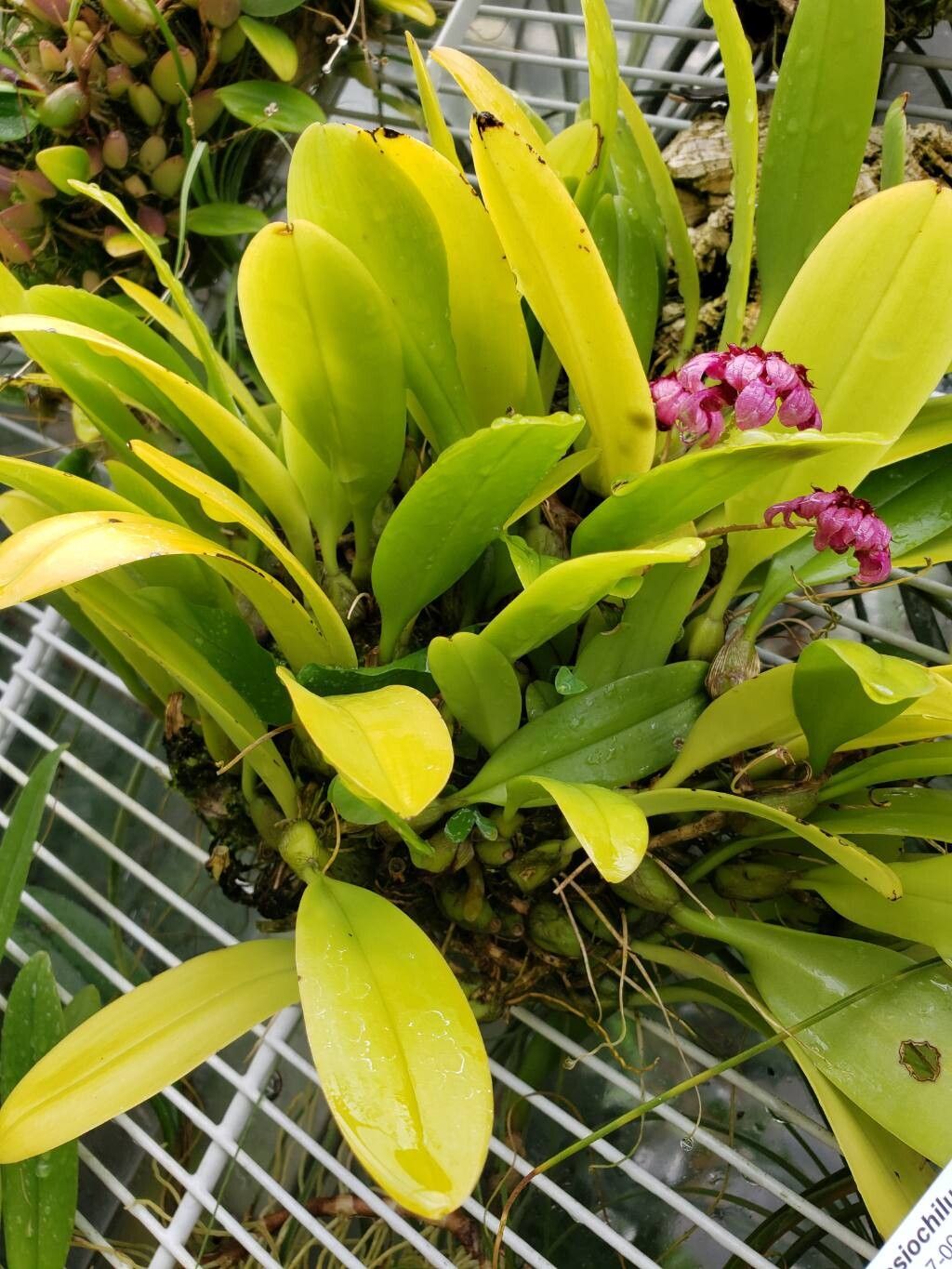 Bulbophyllum fenestratum — houseplant care guide