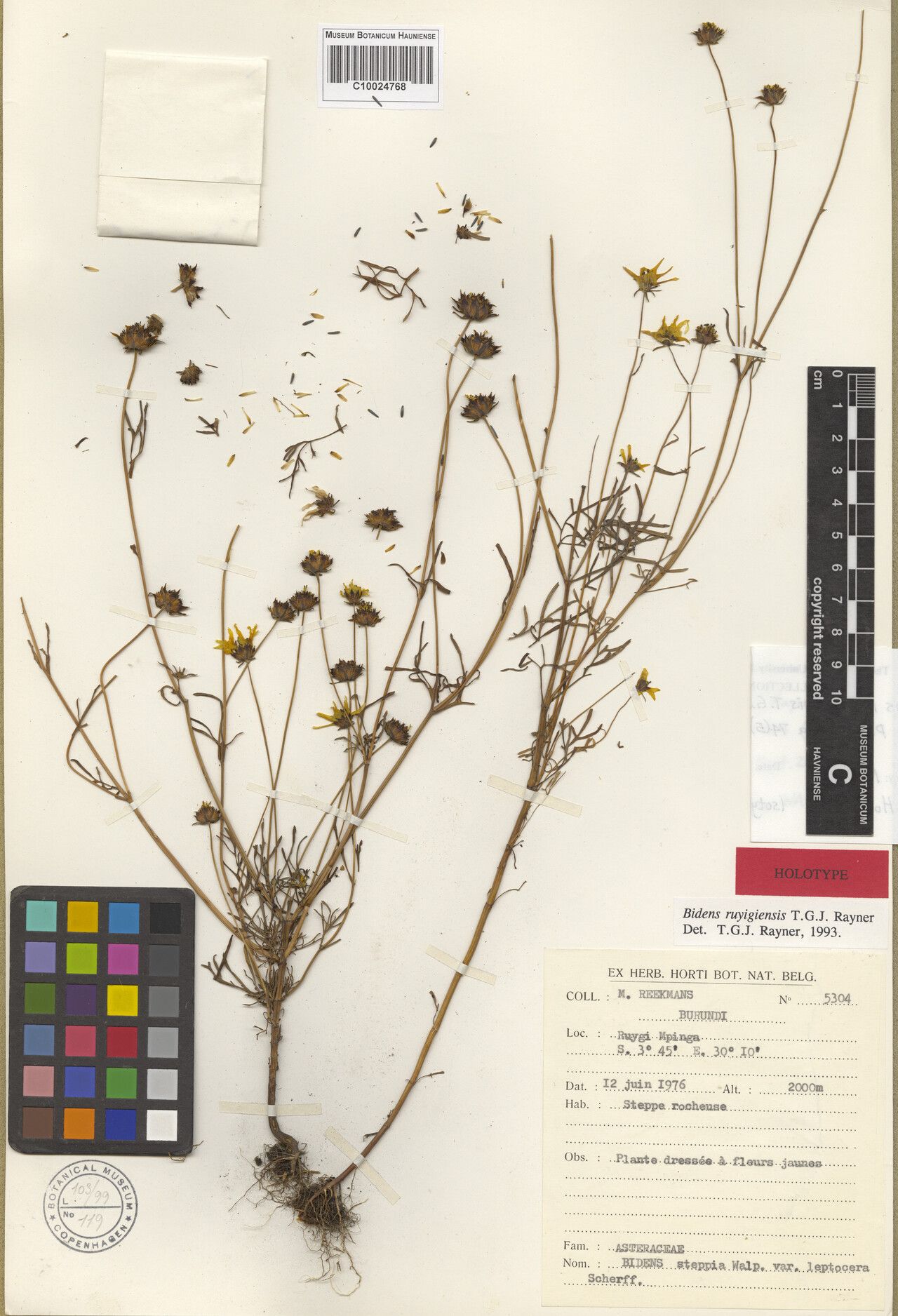 Bidens ruyigiensis — houseplant care guide