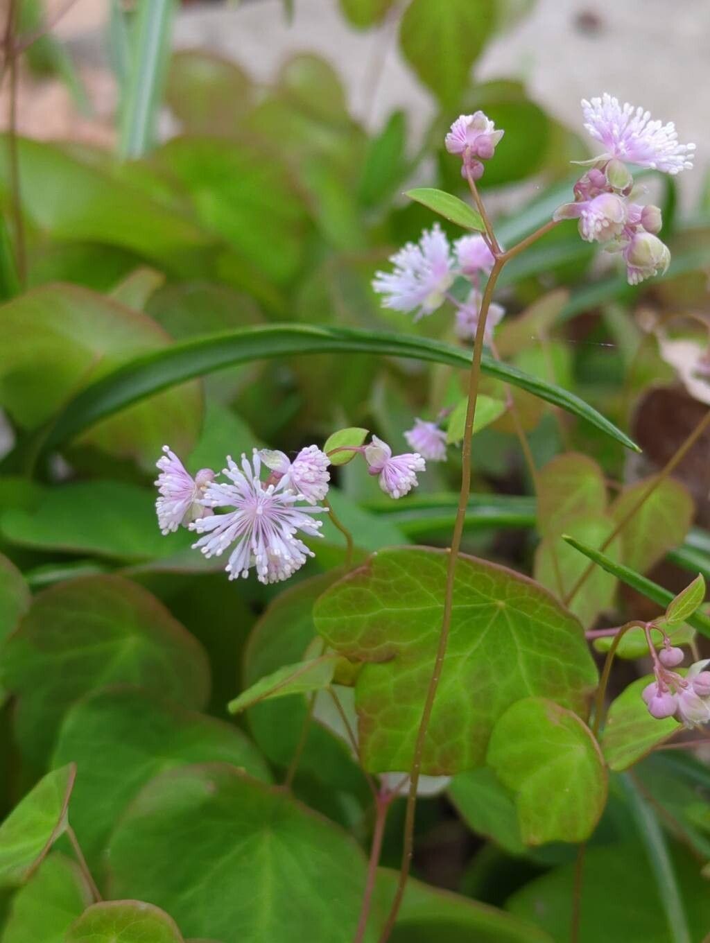 Thalictrum ichangense flower