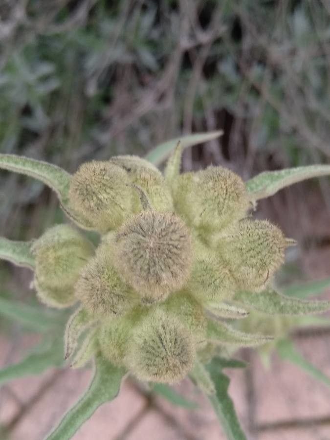 Sonchus tenerrimus fruit
