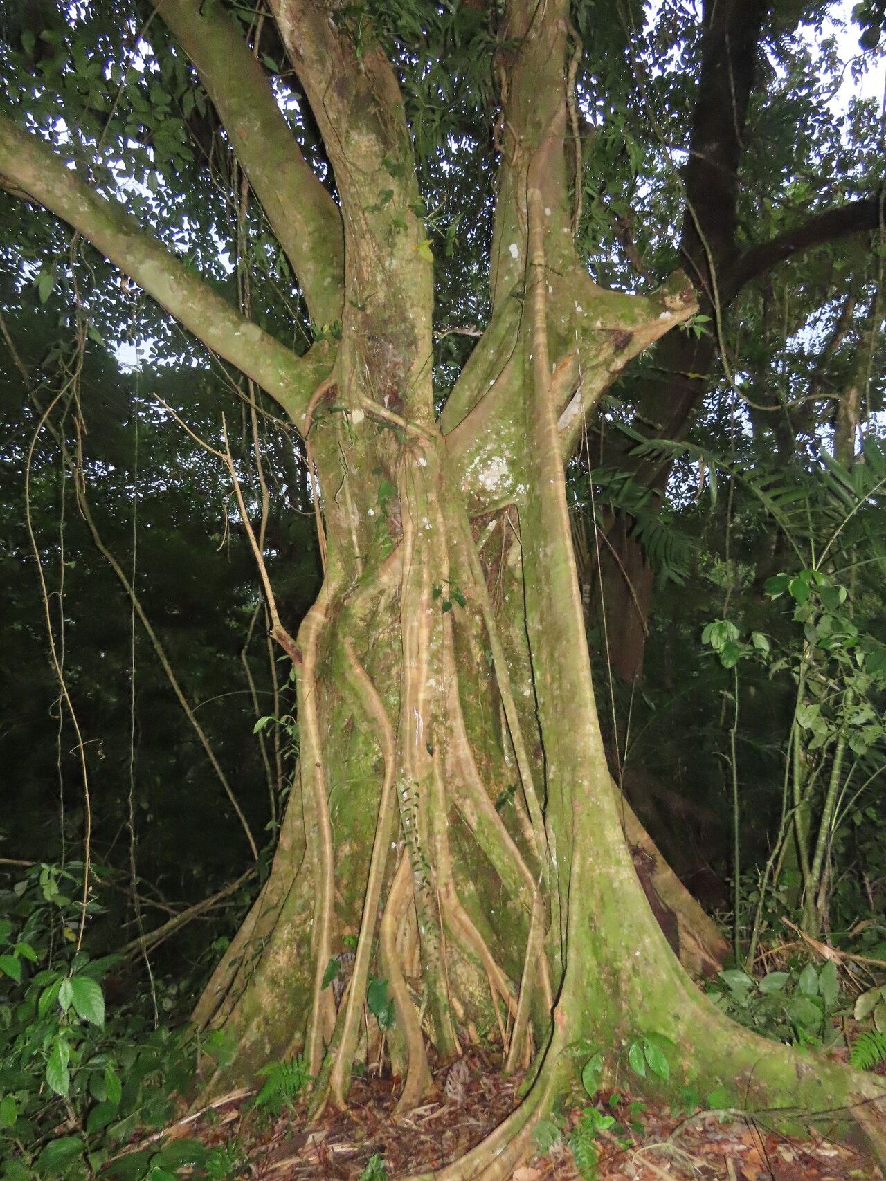 Ficus obtusifolia habit