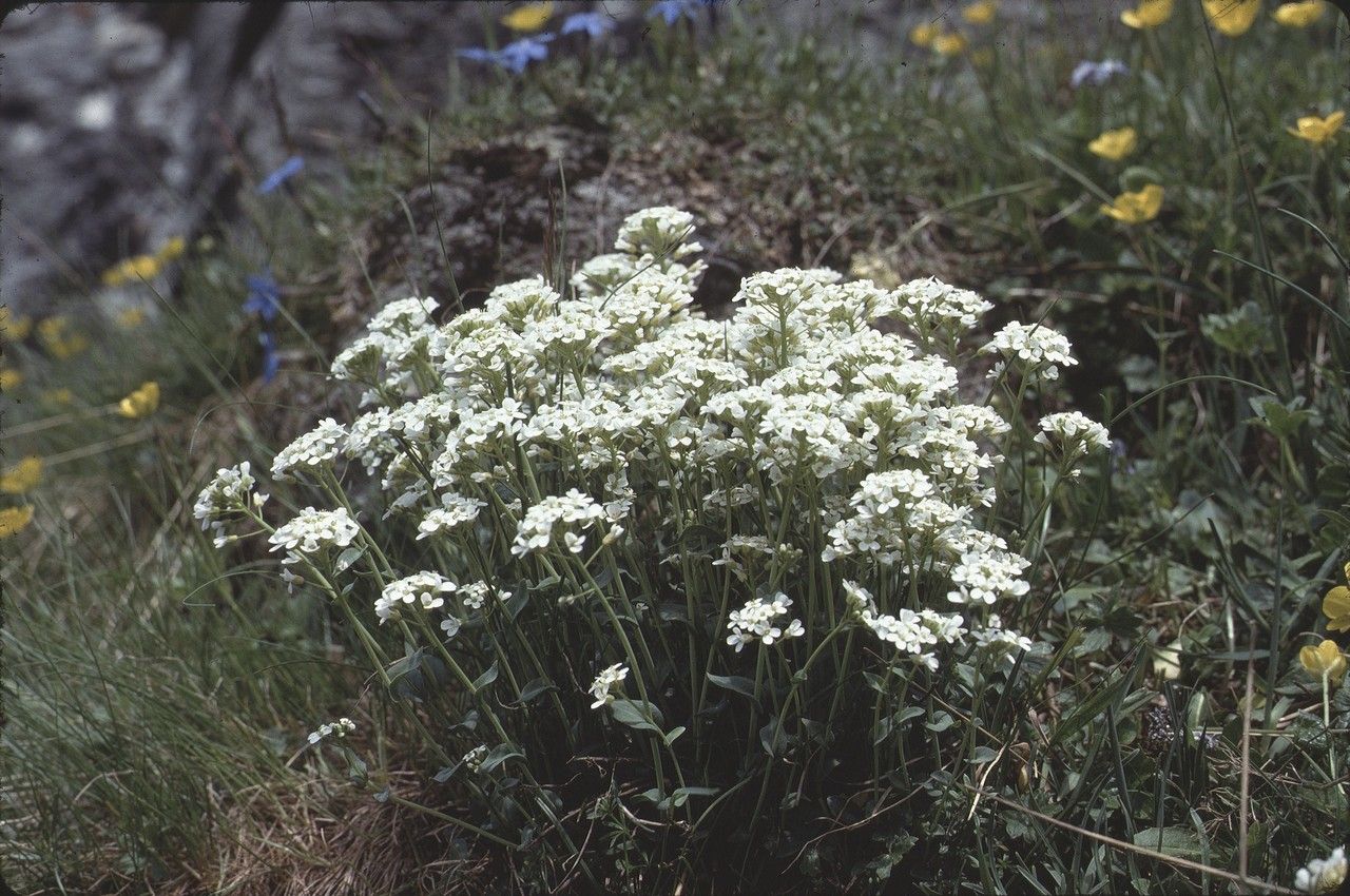 Noccaea alpestris habit