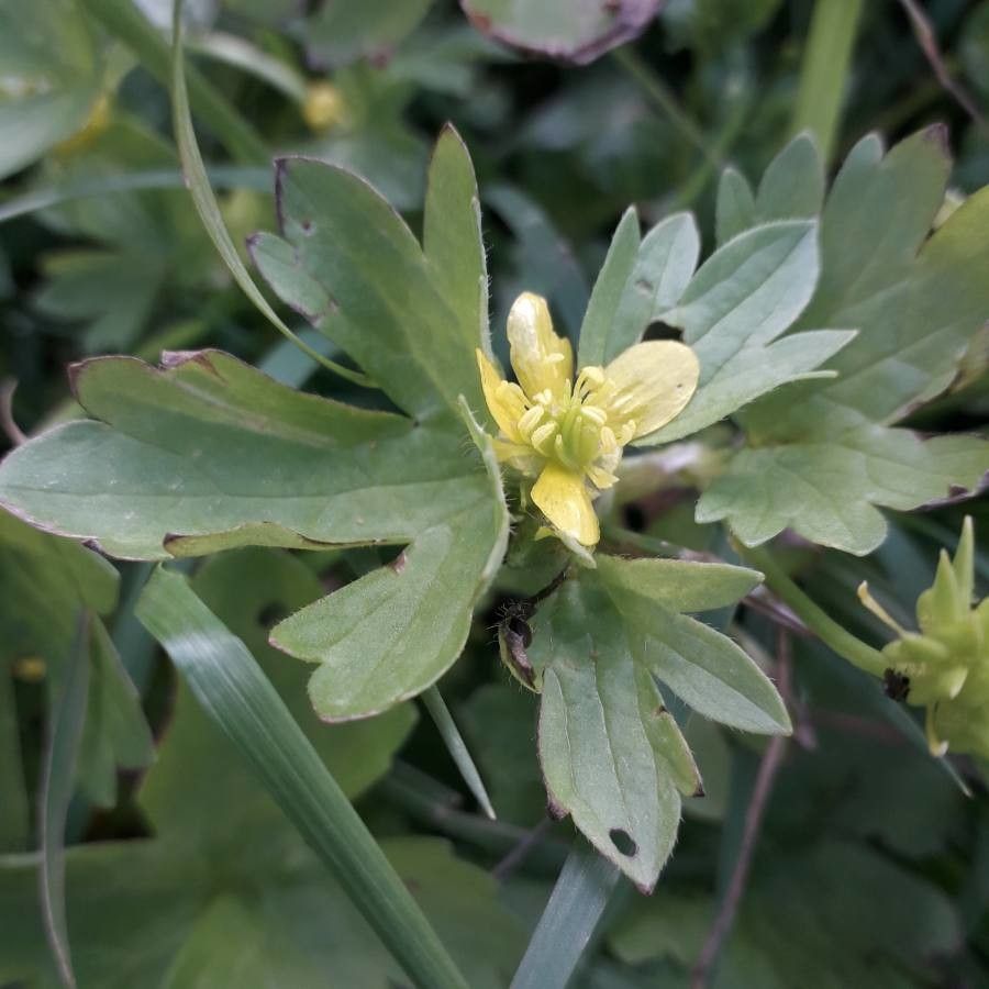 Ranunculus parviflorus flower
