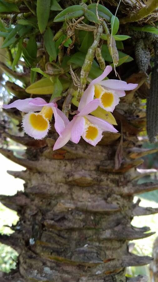 Dendrobium loddigesii leaf
