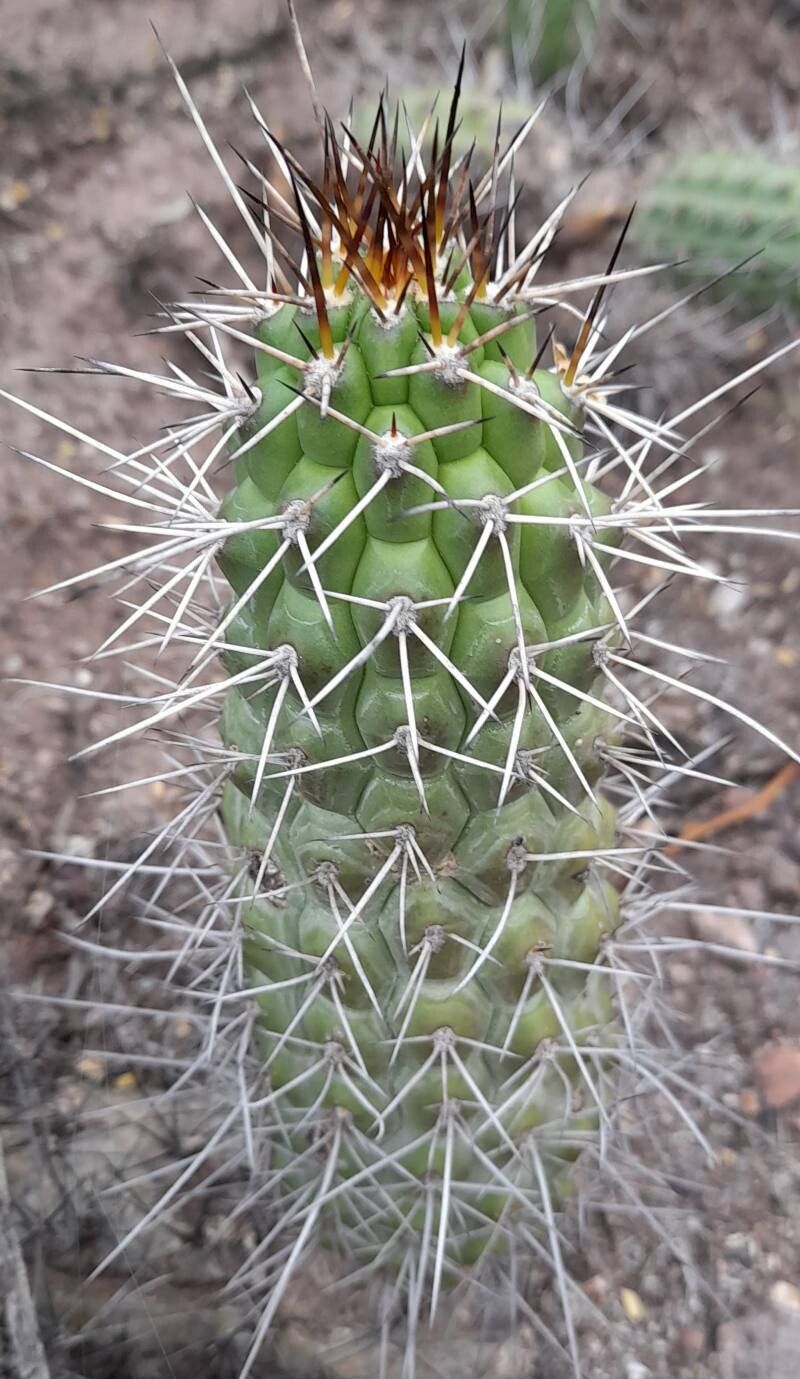 Soehrensia thelegona — houseplant care guide