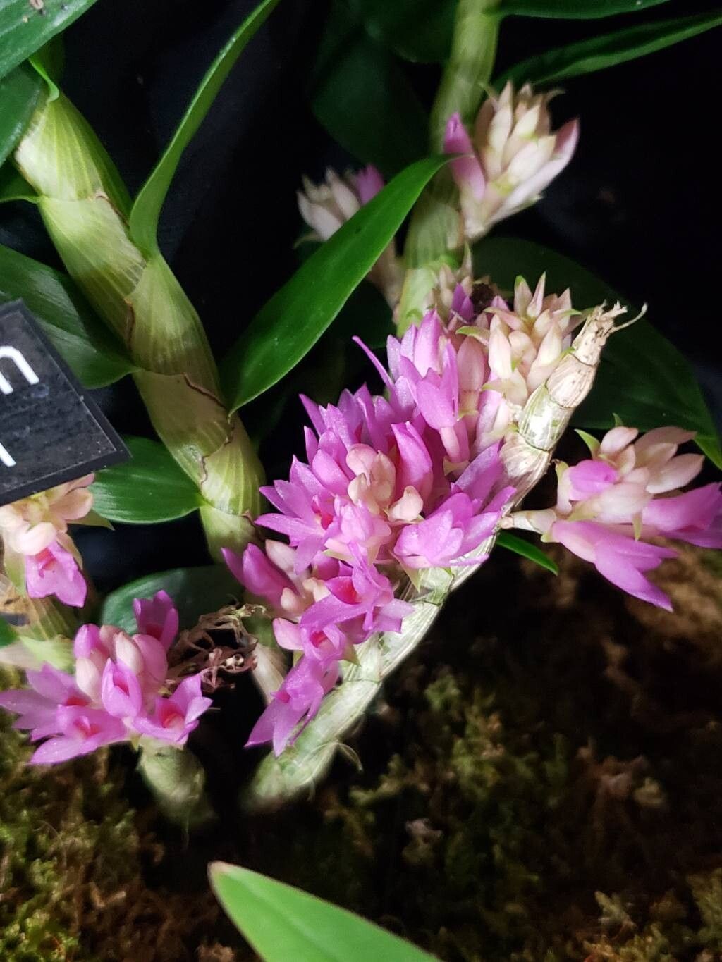 Dendrobium limpidum — houseplant care guide