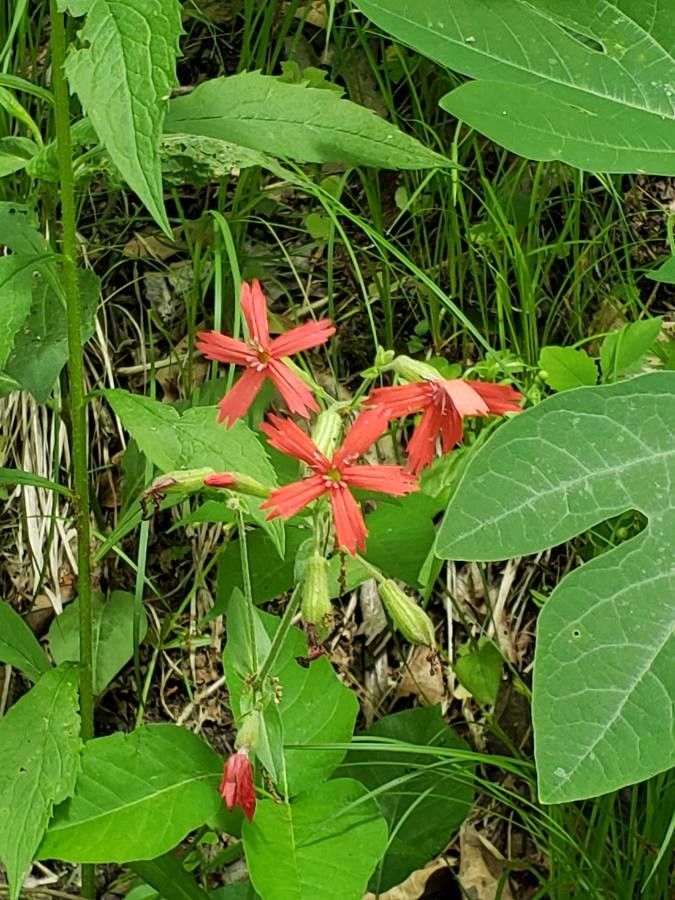 Silene virginica — search result for 'Silene'