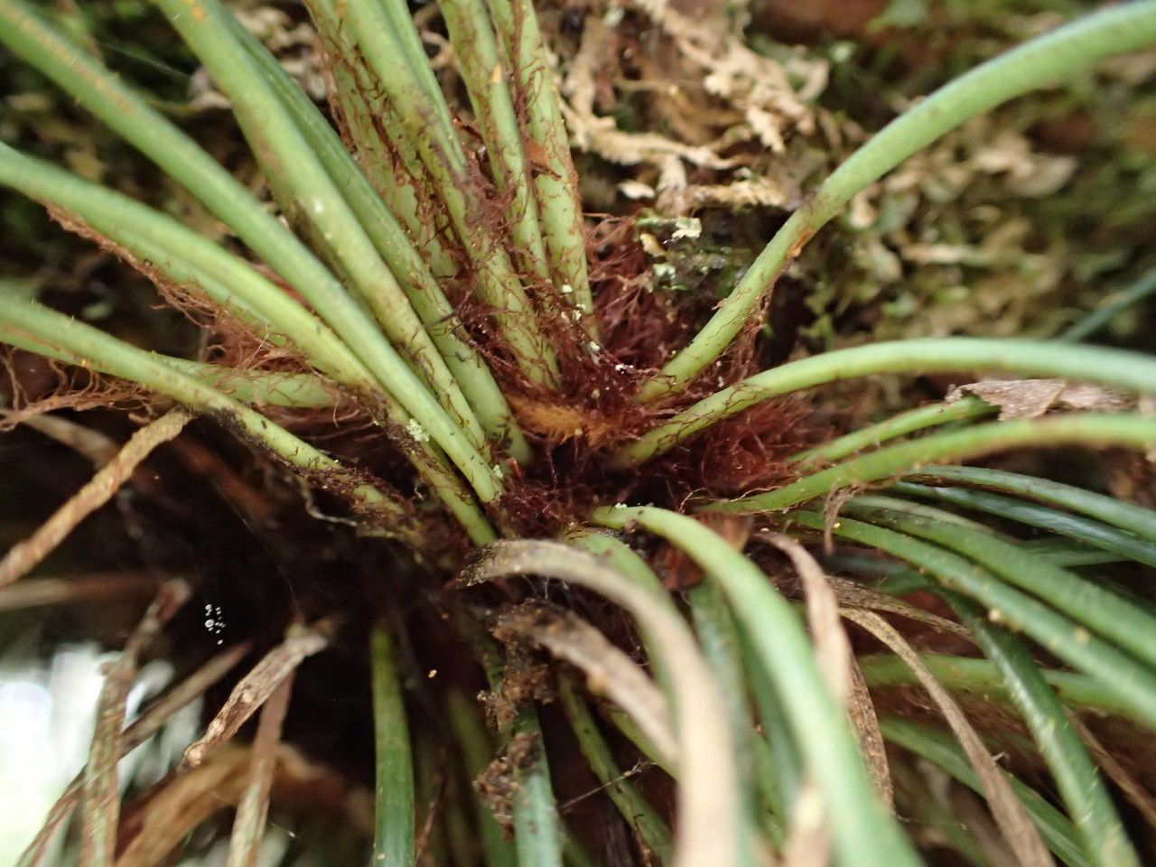 Vittaria isoetifolia bark