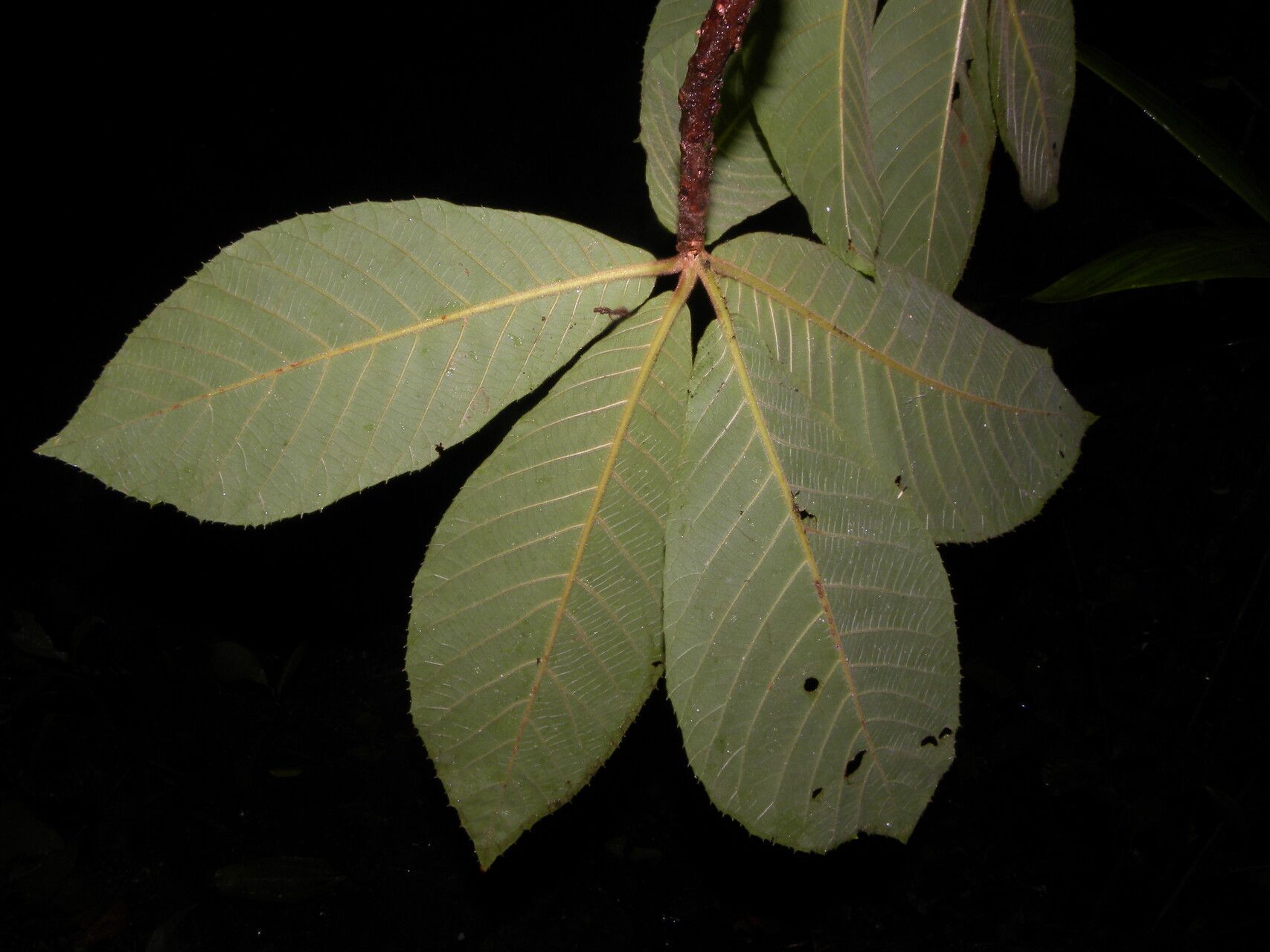 Clethra costaricensis — search result for 'Clethra'