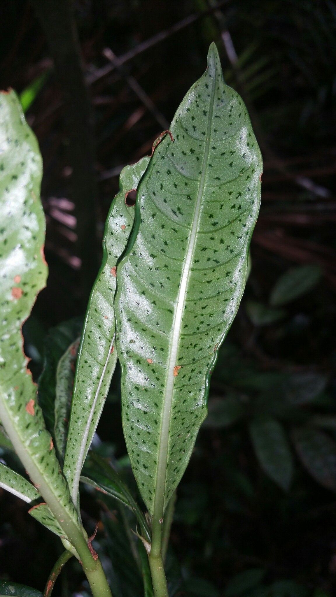 Psychotria pachygrammata — houseplant care guide