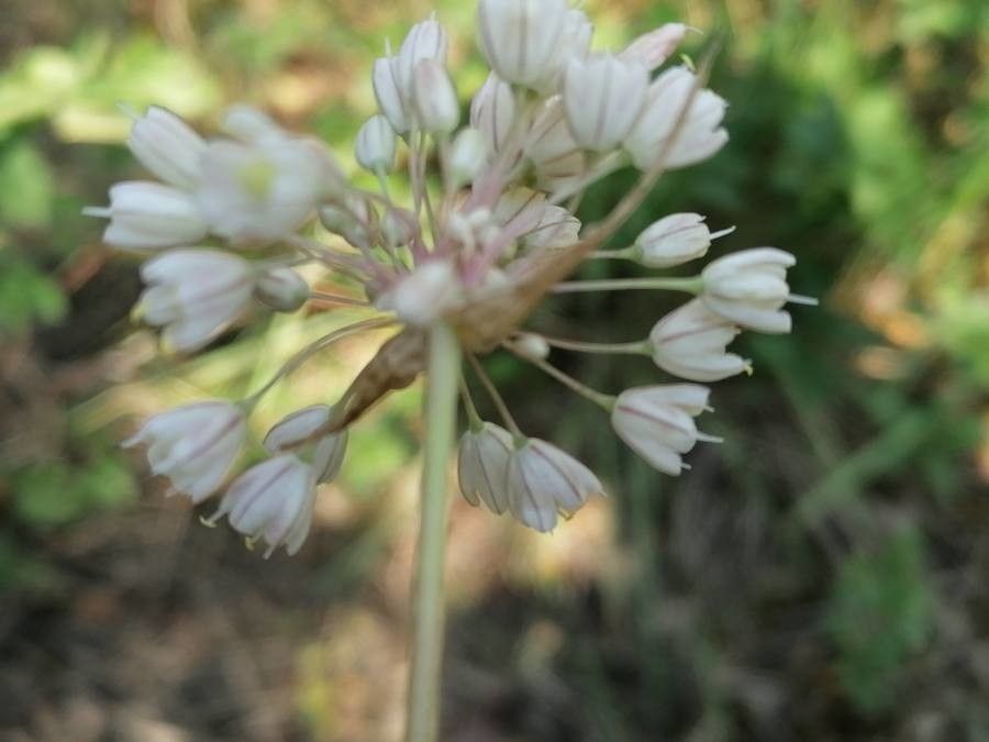 Allium longispathum flower