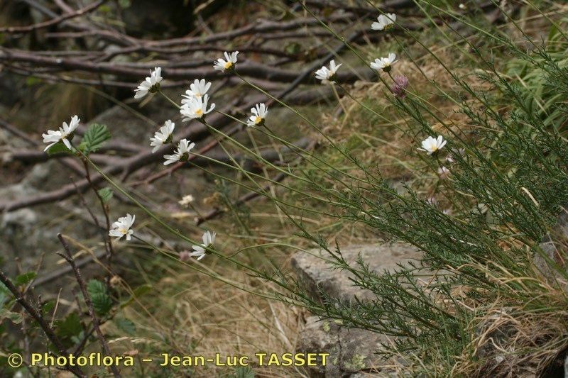 Leucanthemum corsicum habit