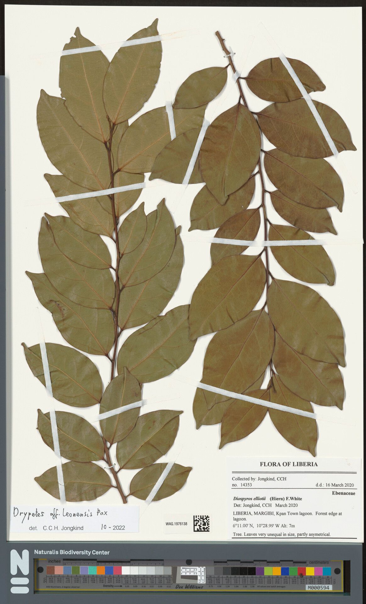 Drypetes leonensis — houseplant care guide