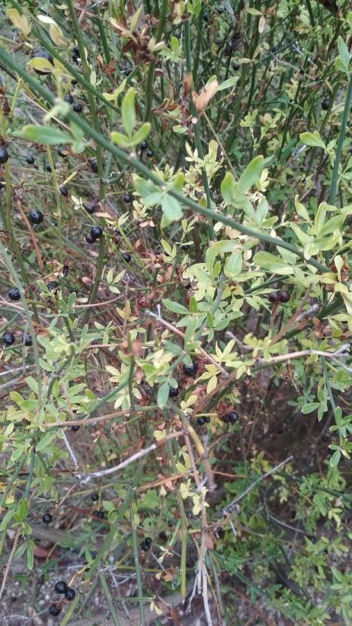 Jasminum nudiflorum fruit