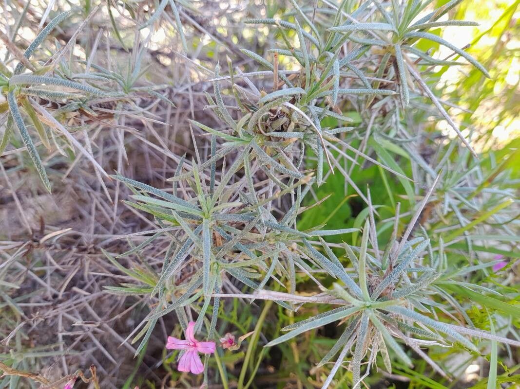 Acantholimon scorpius habit