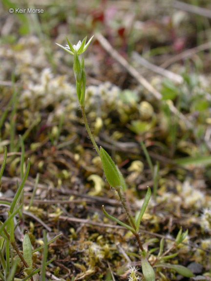 Stellaria nitens habit